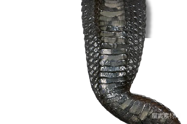 元素素材 cobra