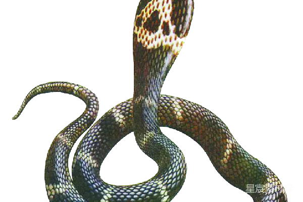 元素素材 cobra
