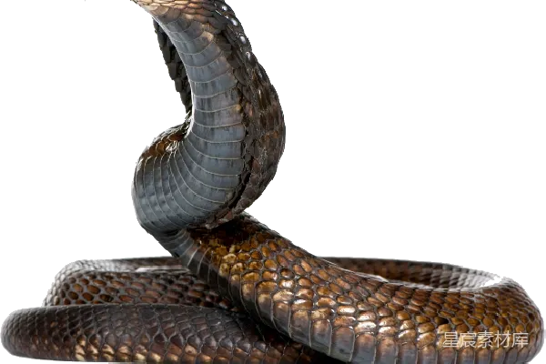 元素素材 cobra