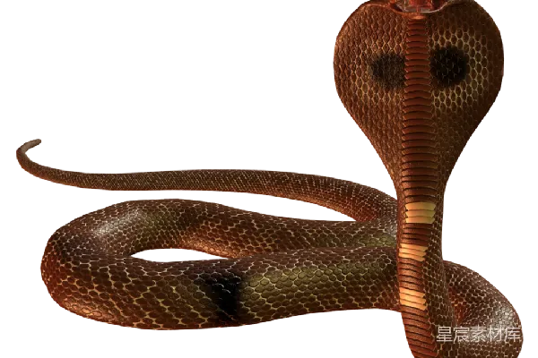 元素素材 cobra