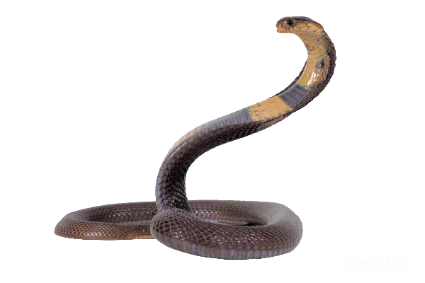 元素素材 cobra