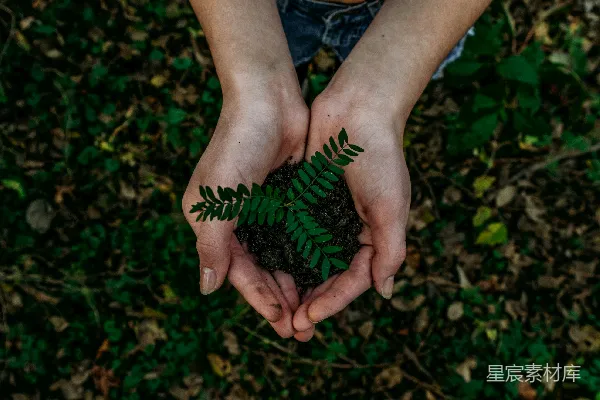 高清摄影 双手握持一小株植物种子在土壤中