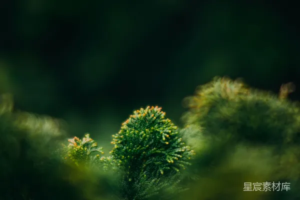 高清摄影 森林中的一张模糊植物照片