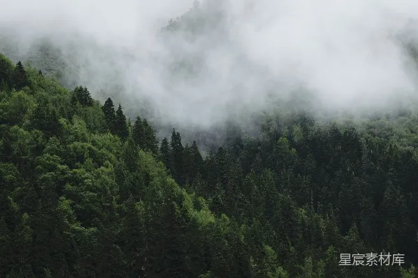 高清摄影 一片被薄雾和低垂的云层覆盖的森林