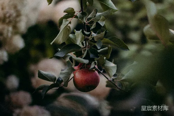 高清摄影 树上的红果圆滚滚