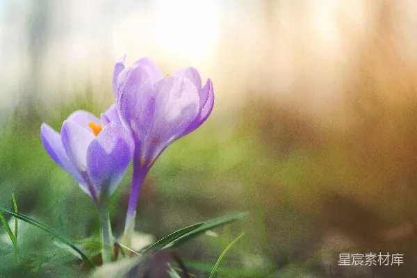 高清摄影 紫花近照