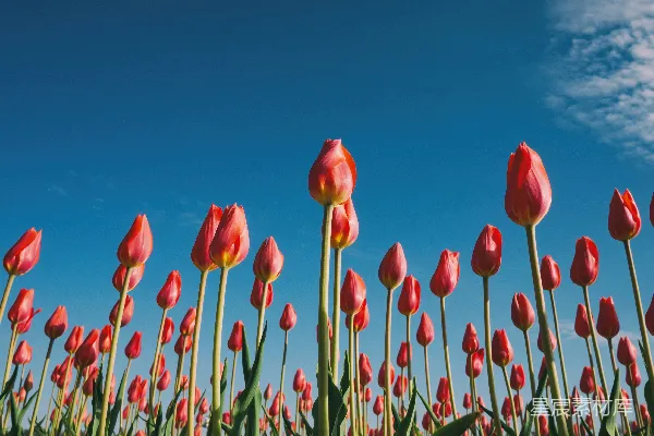 高清摄影 红 Tulip 的风景摄影