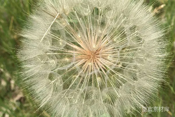 高清摄影 田野中一朵花蕾状的蒲公英的特写