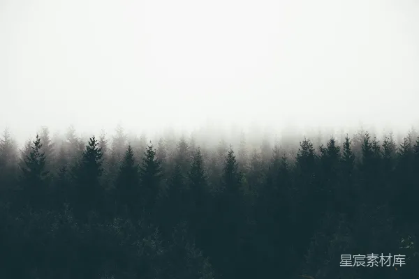 高清摄影 树影被雾覆盖的轮廓
