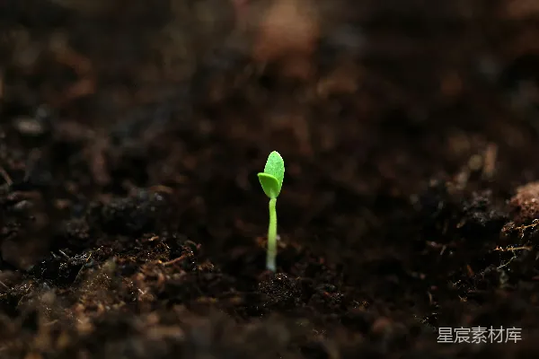 高清摄影 从地上长出了一棵嫩绿的小植物。