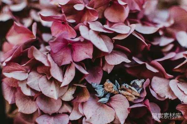 高清摄影 粉红色花瓣的花朵