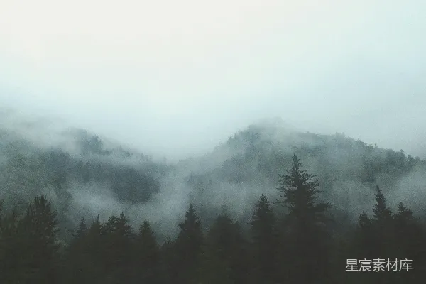 高清摄影 灰雾森林