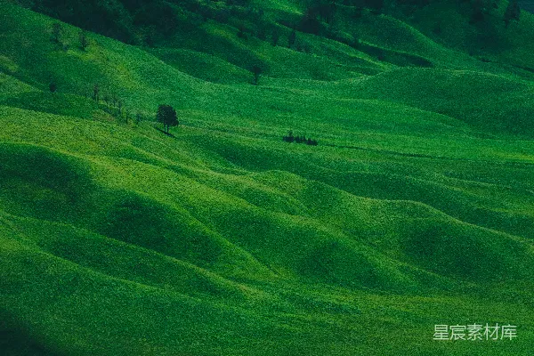 高清摄影 绿草.fields