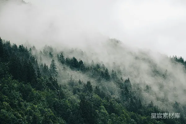 高清摄影 一片树林的树木