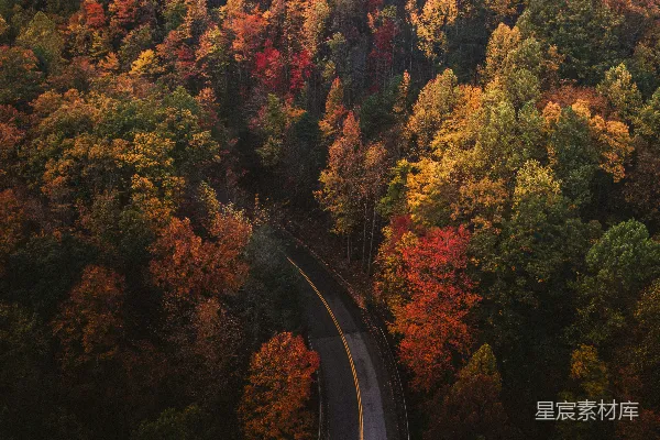 高清摄影 树木和道路的航拍照片
