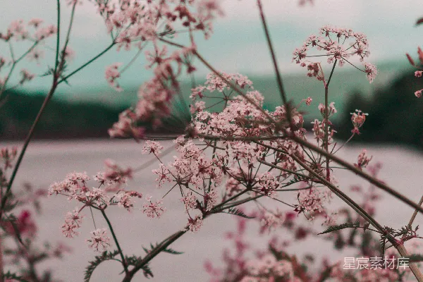 高清摄影 白天的粉色花朵