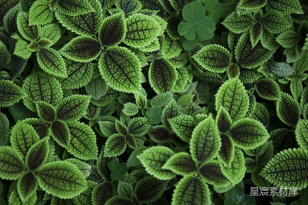高清摄影 绿色植物的特写照片