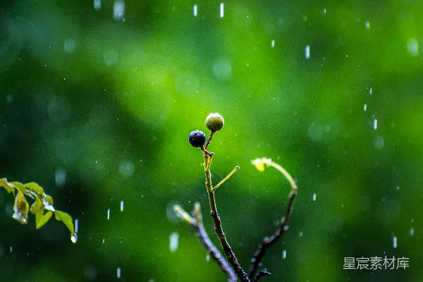 高清摄影 树干上的水滴