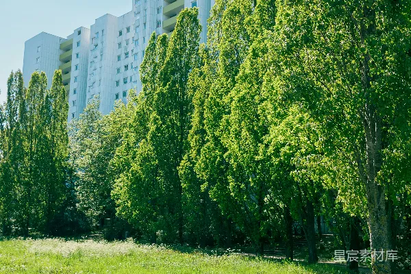 高清摄影 前方有一片草地，旁边矗立着一栋高建筑物。