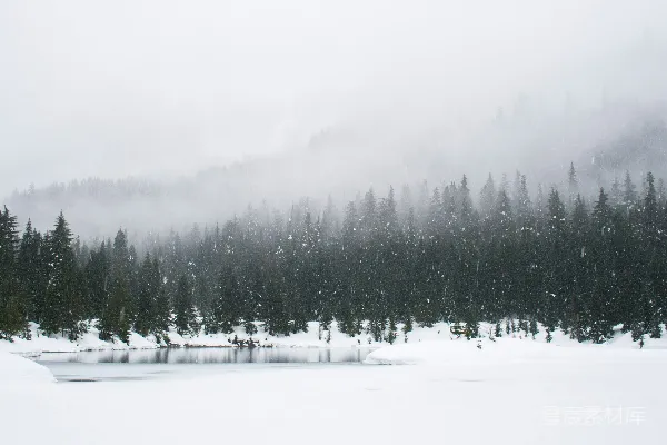 高清摄影 白天雪地与绿松树的景象
