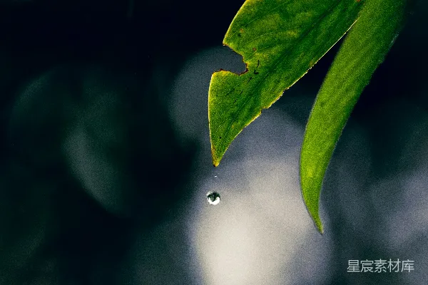 高清摄影 一片绿叶上有几滴水珠