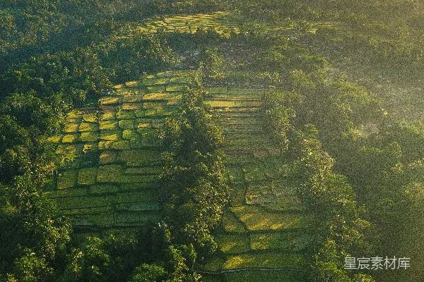 高清摄影 稻田的 aerial 视角