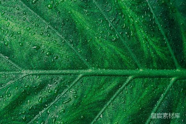 高清摄影 绿色叶片上的水滴