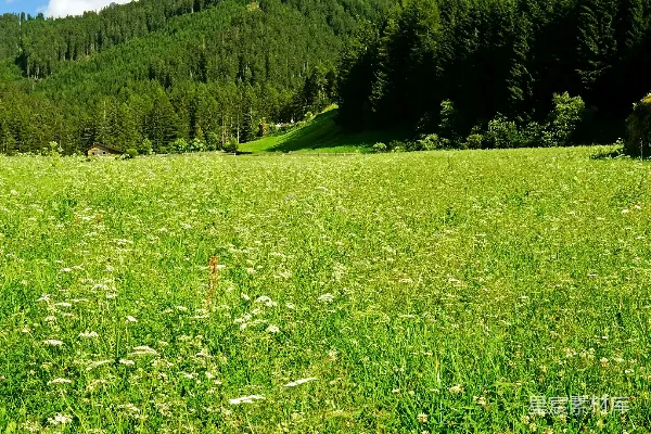 高清摄影 绿草.fields