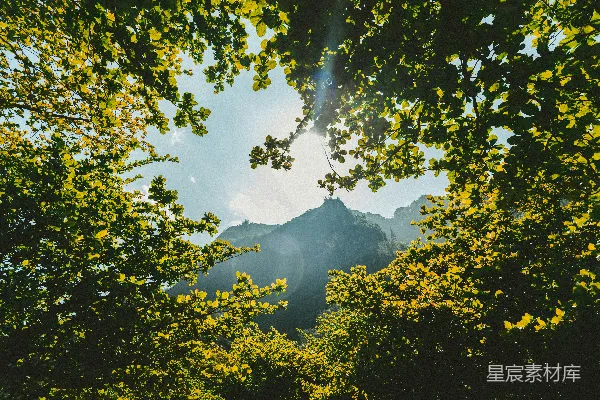 高清摄影 山间白天近处的绿叶树木