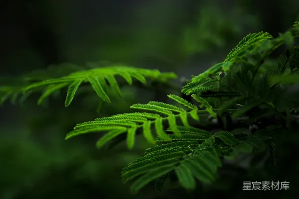 高清摄影 绿色蕨类植物的近景摄影