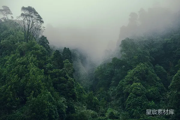 高清摄影 森林中的一群树木