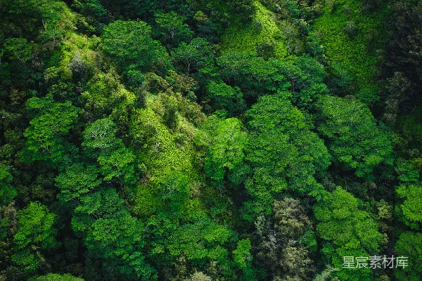 高清摄影 山中树木的航拍照片