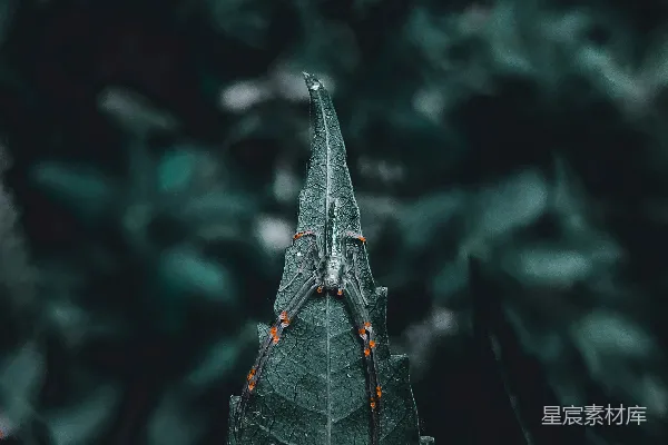 高清摄影 绿叶近景摄影
