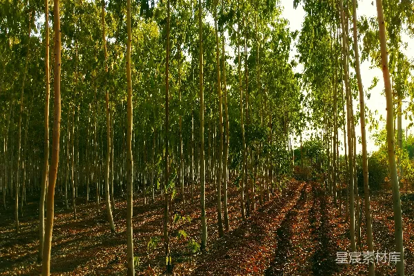 高清摄影 森林中一行行树木