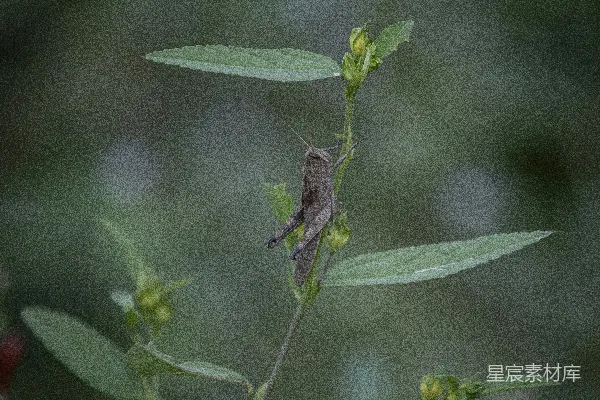 高清摄影 一棵植物的特写镜头中有一只昆虫在上面。