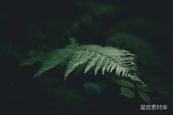 高清摄影 聚焦特写拍摄的蕨类植物照片
