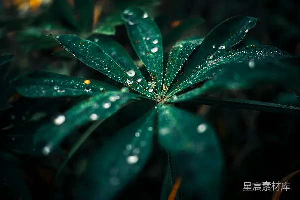 高清摄影 带水珠的绿叶植物
