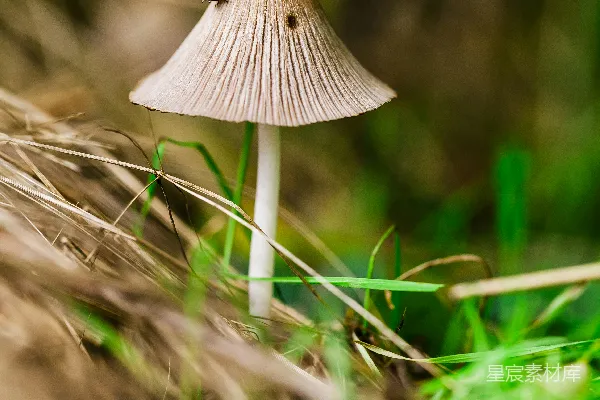 高清摄影 蘑菇上的昆虫 Macro摄影 昆虫在蘑菇上