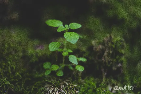 高清摄影 生长在苔藓上的一个小绿植物