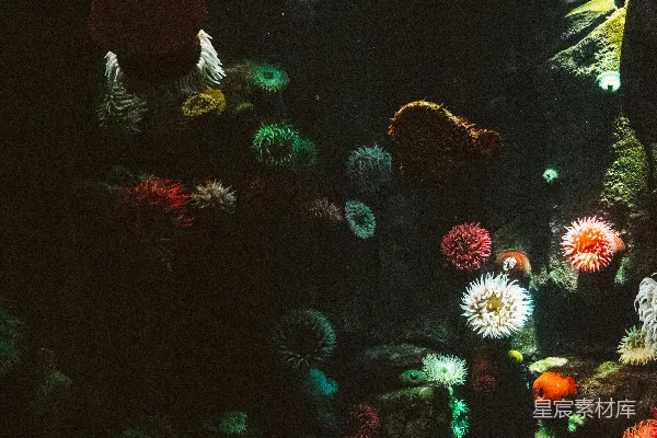 高清摄影 海珊瑚摄影