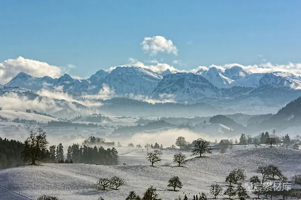 高清摄影 覆盖着白雪的树木