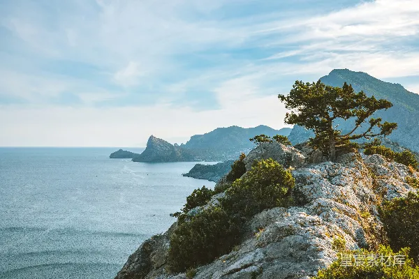 高清摄影 山坡上的树
