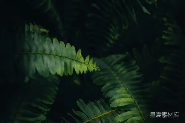 高清摄影 一些叶子的特写镜头