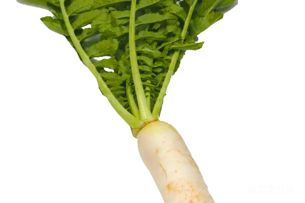 元素素材 萝卜