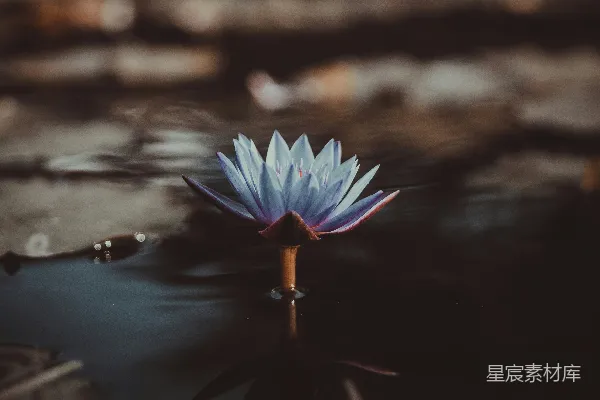高清摄影 浅_focus_摄影中绿色莲花漂浮在水面