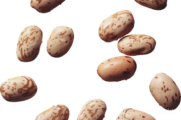 元素素材 肾脏