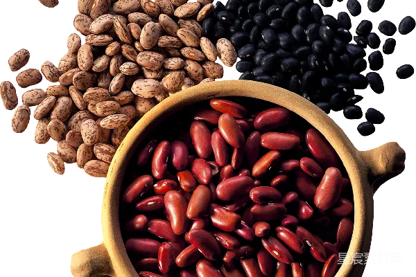 元素素材 肾脏
