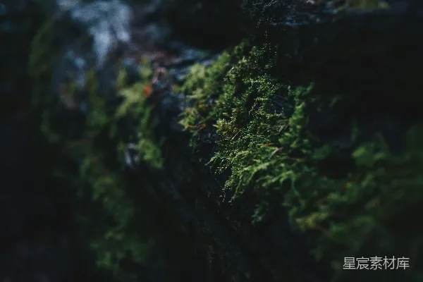 高清摄影 墙上的绿色苔藓的特写摄影