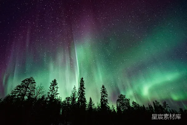 高清摄影 极光附近的树木夜景剪影