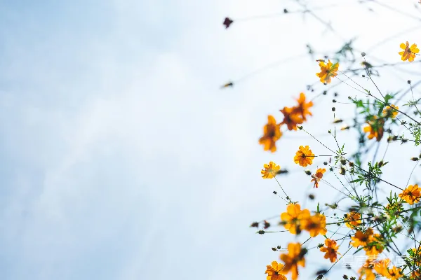 高清摄影 橙色的花